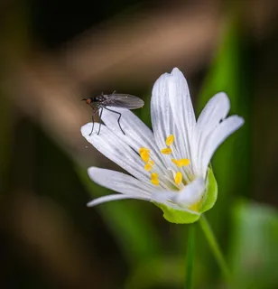 蝇停白花显生机 蝇停白花显生机