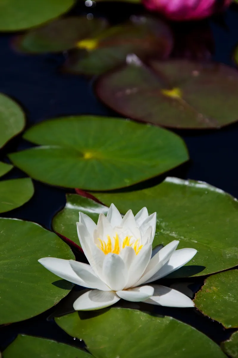 池塘荷叶白色莲花 池塘荷叶白色莲花