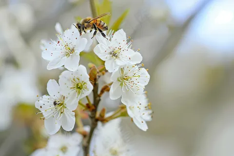 春日樱花花朵摄影图 春日樱花花朵摄影图