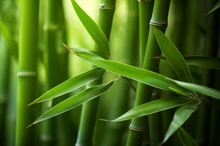 竹叶竹子绿意盎然摄影图