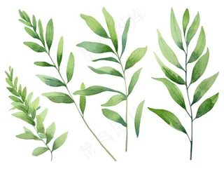 绿叶植物水彩插画免抠