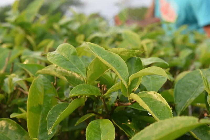 户外茶园茶叶