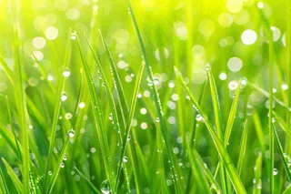 春天绿草丛清晨露珠雨水谷雨摄影图