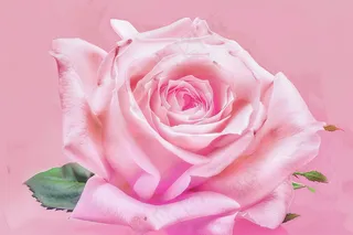 玫瑰花鲜花花朵摄影图