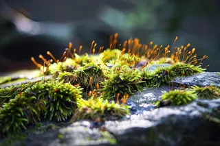 苔藓石壁上生长的苔藓春天摄影图