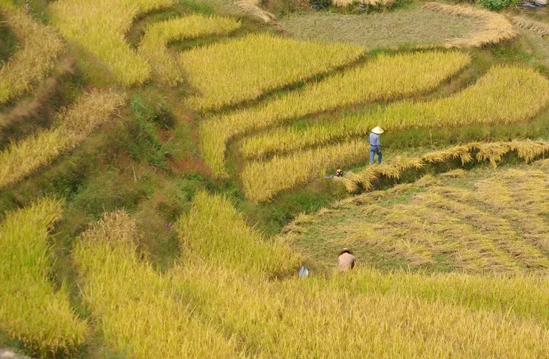 稻田稻穗图片