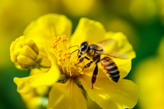 春天油菜花蜜蜂采蜜摄影图