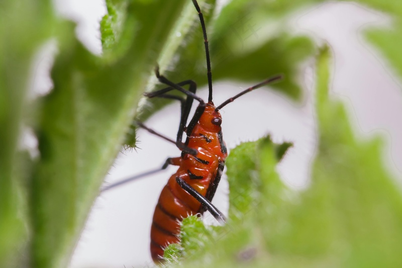 绿叶上的红黑昆虫图鉴