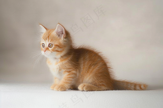 猫咪宠物猫可爱动物摄影图