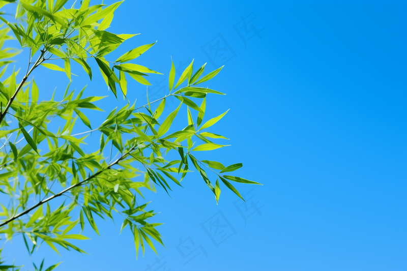 竹子竹叶蓝色天空背景摄影图