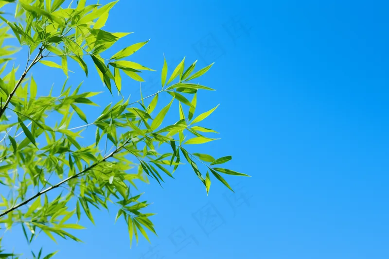 竹子竹叶蓝色天空背景摄影图(4032x2688)