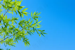 竹子竹叶蓝色天空背景摄影图
