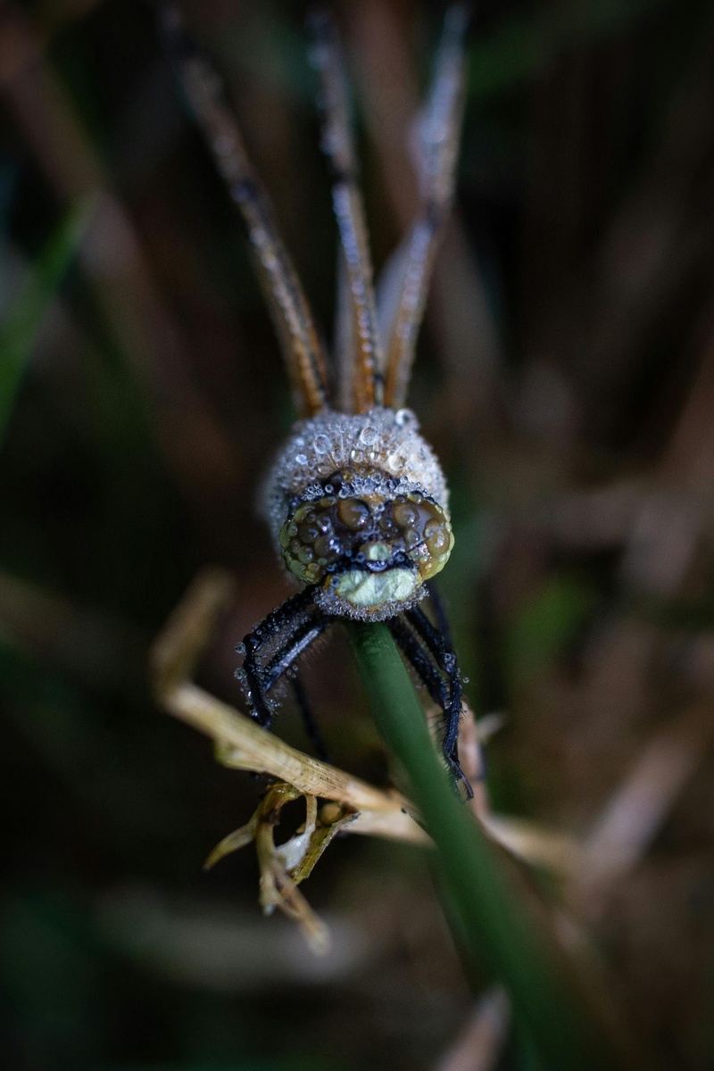 露水覆盖的昆虫晨间肖像