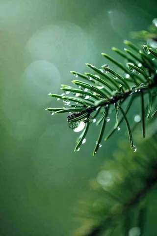 松针树树枝露珠雨滴青色雨水谷雨雨季摄影图
