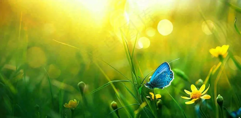 春暖花开阳光下花朵上的蝴蝶立春春分惊蛰摄影图(1568x768)