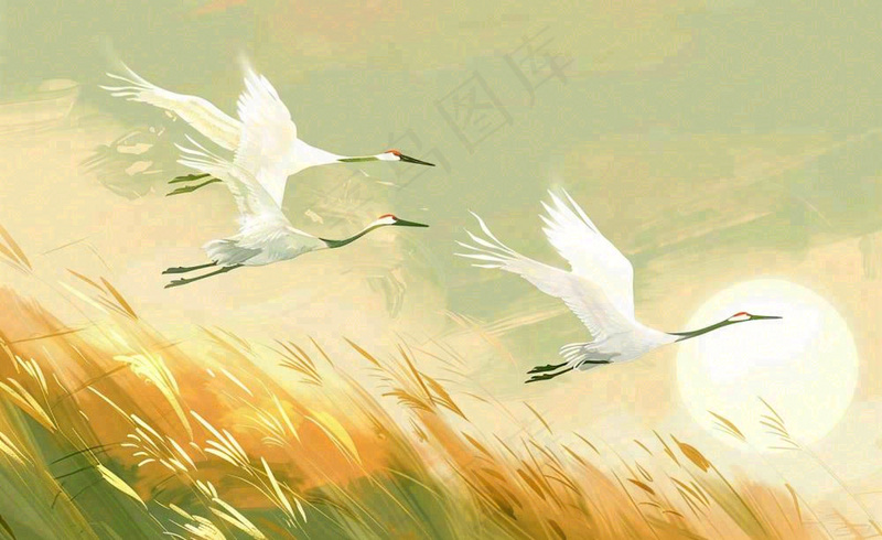 秋天白鹭飞鹤芦苇丛白露寒露节气插画背景(1408x864)