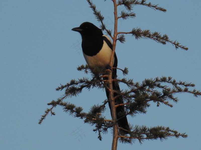 户外喜鹊鸟类生物