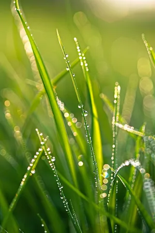 清晨绿草上的露珠春天摄影图