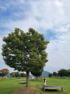 天空下绿色大自然公园3