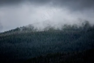 云雾森林图片