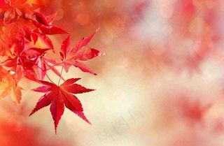 秋天红了的枫叶唯美画面光圈立秋秋分摄影图