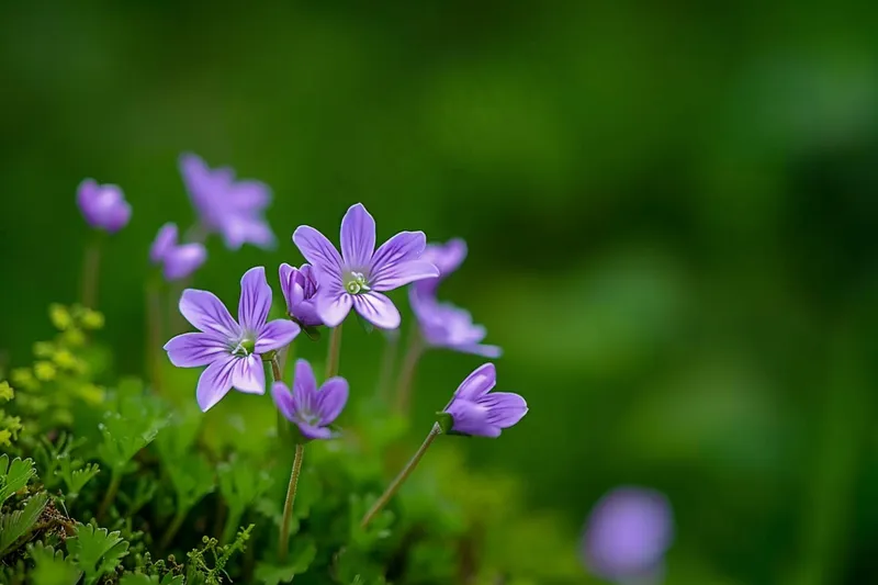 紫色浆醋花花丛春夏摄影图(4032x2688)