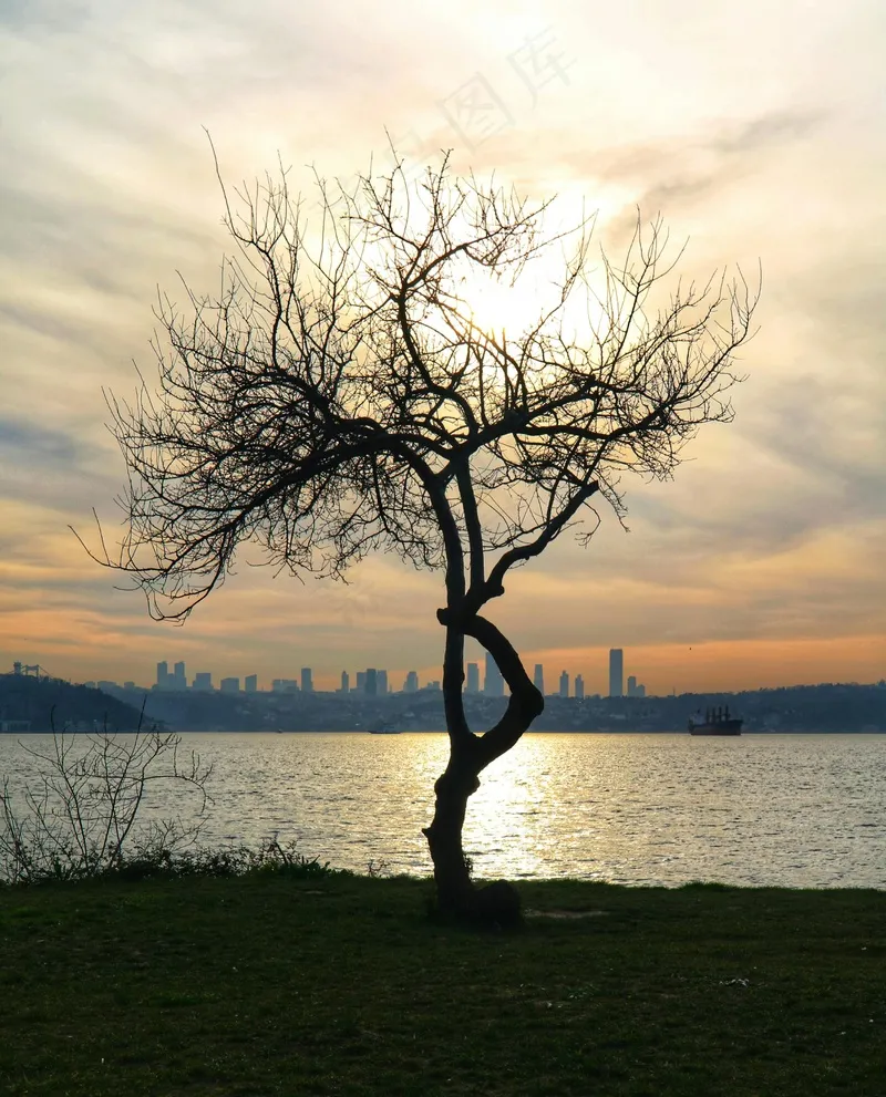 孤树映衬落日余晖