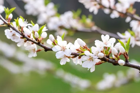春天白色梨花树枝摄影图