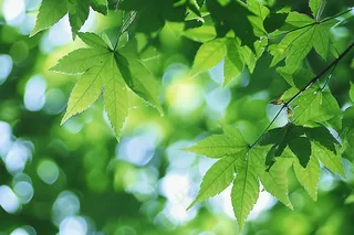 夏日树枝绿叶阳光摄影图