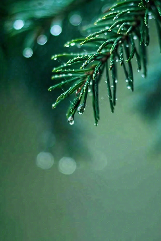 松针树树枝露珠雨滴青色雨水谷雨雨季摄影图(896x1344)