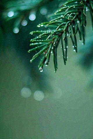 松针树树枝露珠雨滴青色雨水谷雨雨季摄影图