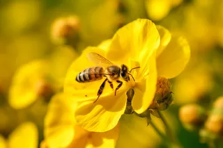 春天油菜花蜜蜂采蜜摄影图