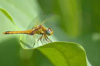 蜻蜓绿叶上停留的竹蜻蜓昆虫春天摄影图