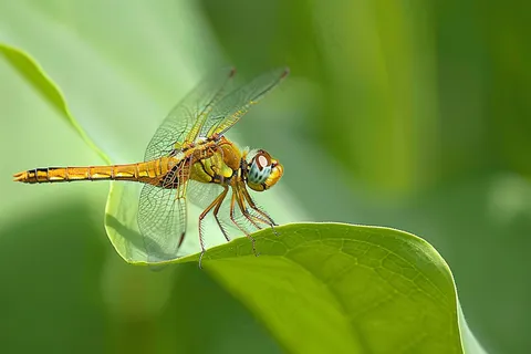 蜻蜓绿叶上停留的竹蜻蜓昆虫春天摄影图 蜻蜓绿叶上停留的竹蜻蜓昆虫春天摄影图