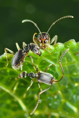 蚂蚁黑蚂蚁植物春天昆虫摄影图
