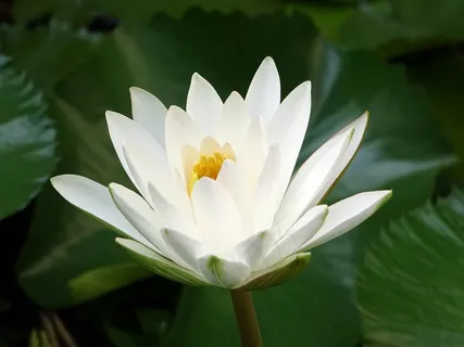 白色莲花花朵 白色莲花花朵
