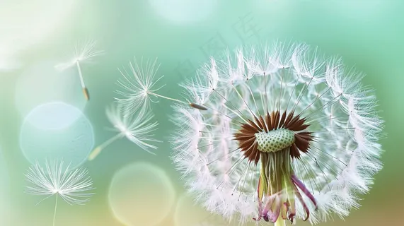 蒲公英植物春天摄影图