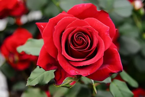 玫瑰花鲜花花朵摄影图