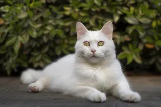 猫咪宠物猫可爱动物摄影图