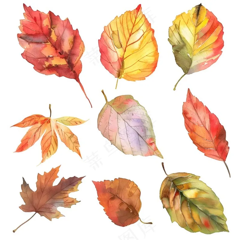 秋天叶子元素手绘插画免抠(1900x1900)