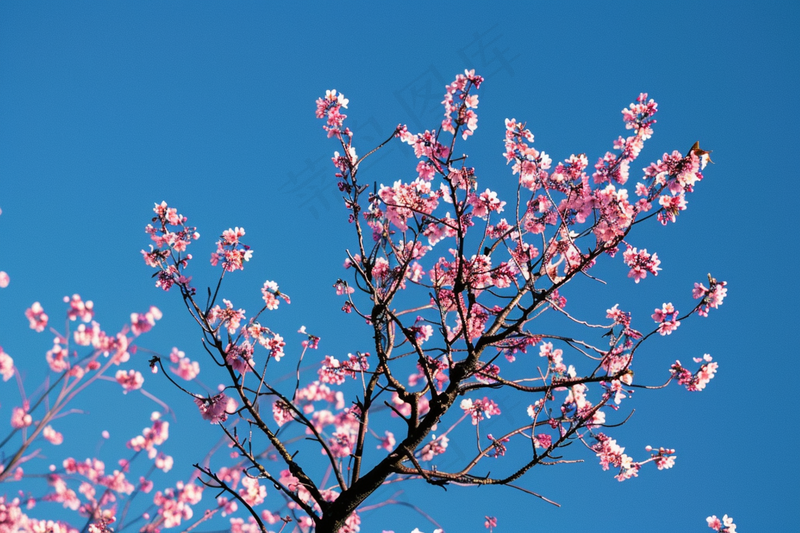 春日樱花花朵摄影图(4032x2688)