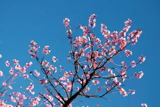 春日樱花花朵摄影图