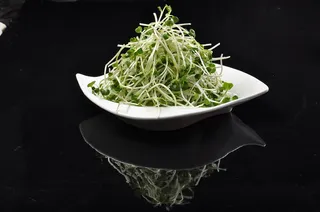 高山萝卜苗28 (2)