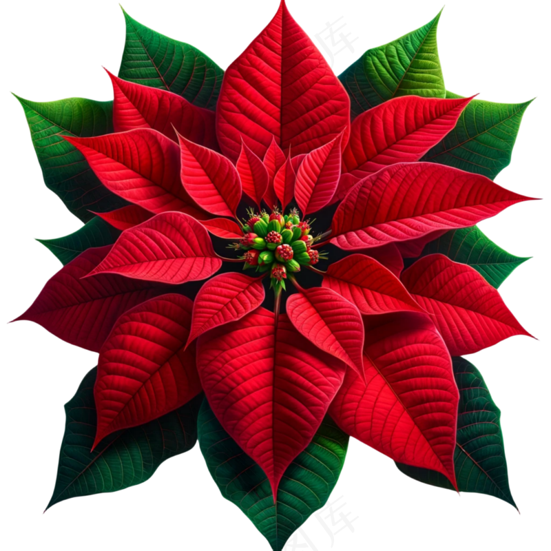 一品红植物插画免扣