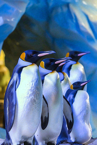 动物园海洋馆的企鹅动物摄影图