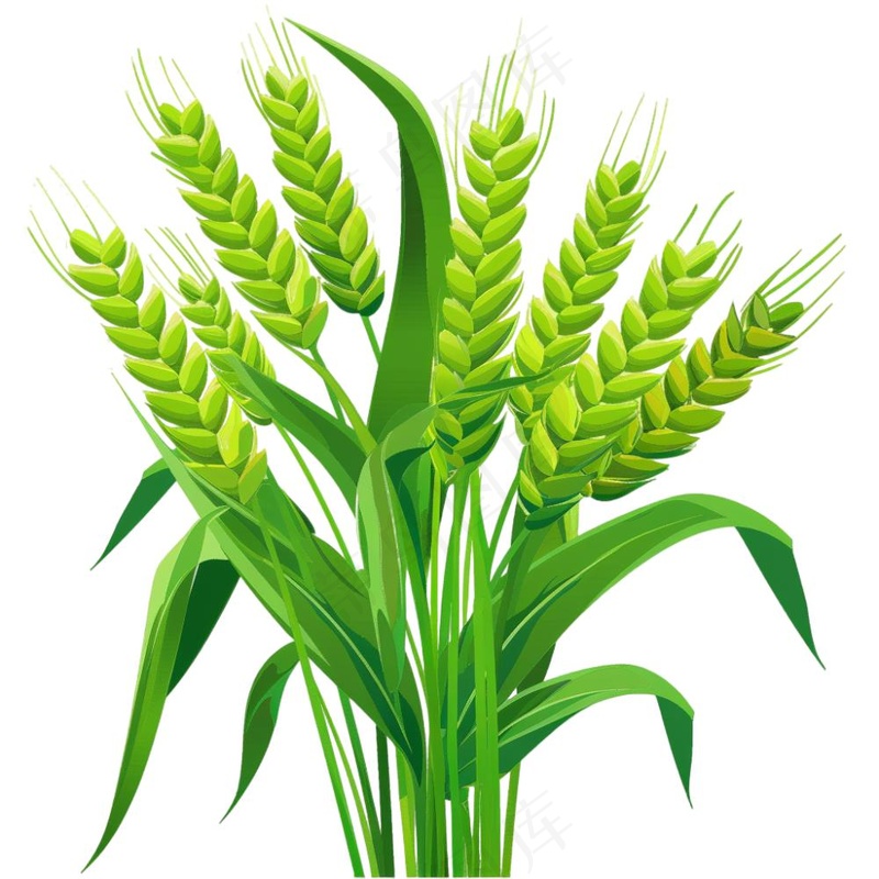 绿色小麦麦穗芒种小满卡通插画免抠