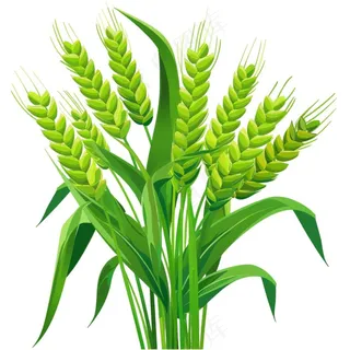 绿色小麦麦穗芒种小满卡通插画免抠