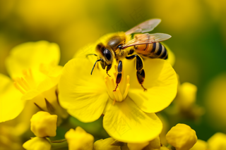 春天油菜花蜜蜂采蜜摄影图