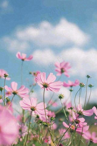 春夏粉色花朵自然清晰大自然风景花丛摄影图