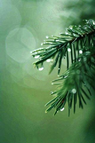 松针树树枝露珠雨滴青色雨水谷雨雨季摄影图